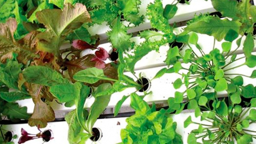 Consejos para cultivar espinacas, endivias y acelgas usando hidroponia