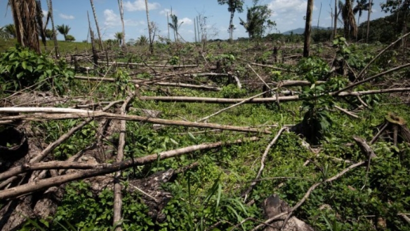 Colombia logra reducir la deforestación en un 29,1% en 2022, la cifra más baja desde 2013