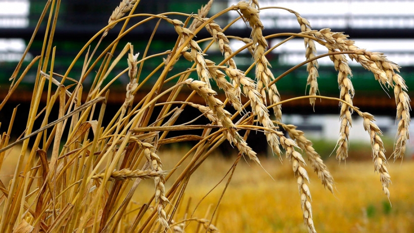 Protegiendo los campos de trigo americanos