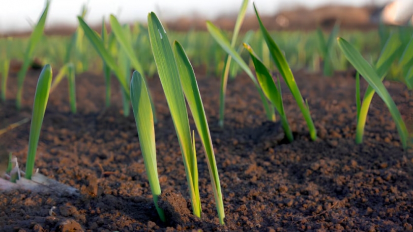 La incertidumbre climática y su impacto en la campaña agrícola 2024-2025