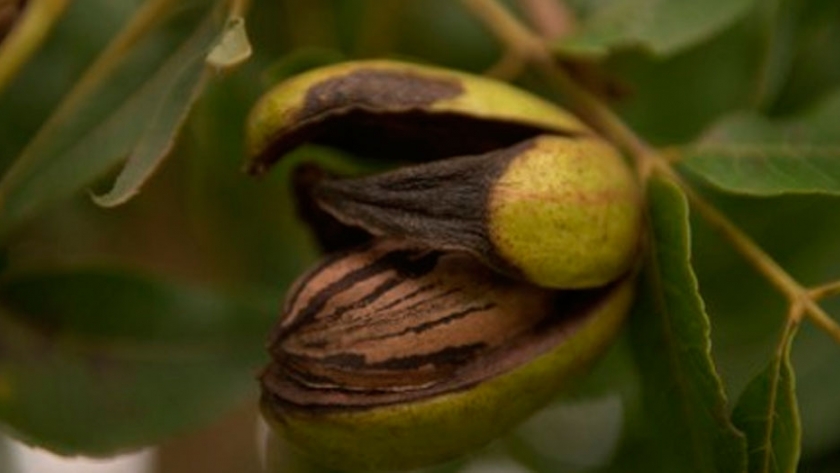 Nuez Pecan: como aumentar la calidad para ganar mercado