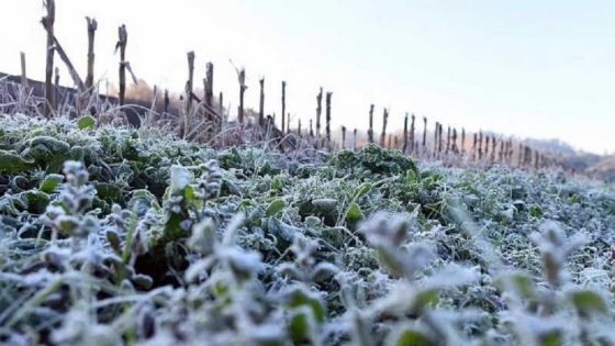El frío no da tregua: qué regiones agrícolas seguirán afectadas por las bajas temperaturas