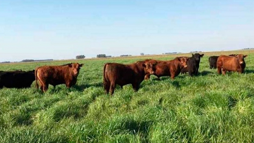 En evento de alto nivel, funcionarios y expertos de EEUU destacaron la importancia de la ganadería y el consumo de proteína animal