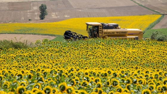 Menos soja y más girasol: la Bolsa ajusta proyecciones para la cosecha gruesa