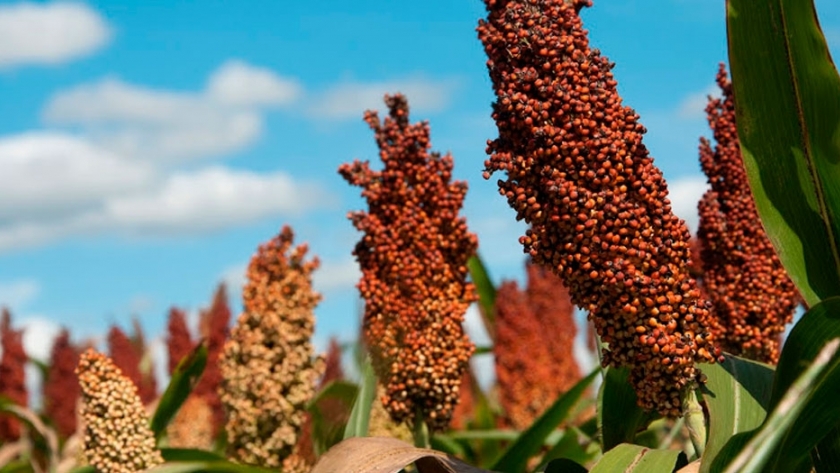 ¿Puede nuestro sorgo aprovechar el conflicto China-Estados Unidos?