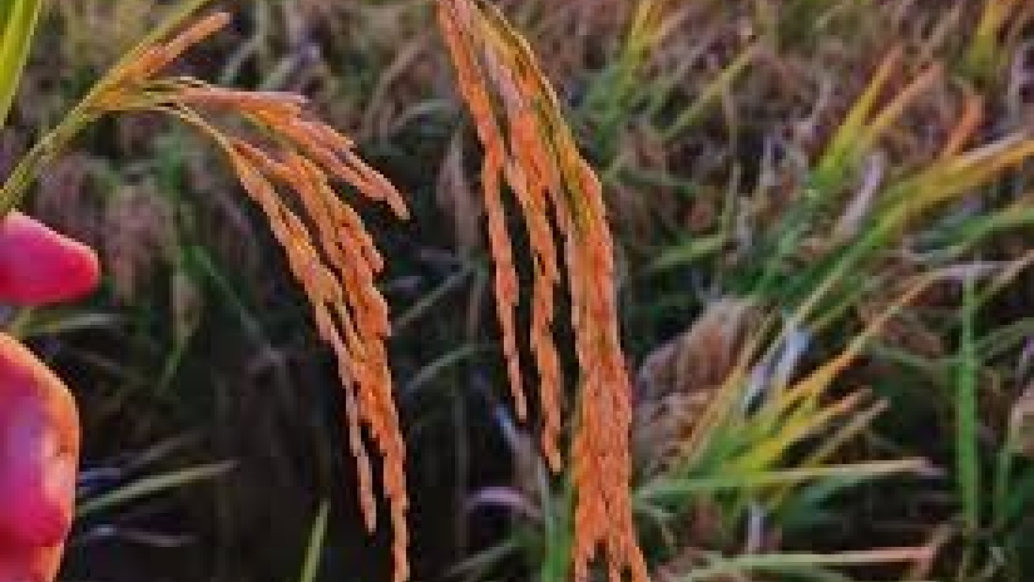 Detectan en la Argentina un virus del arroz que solo había sido registrado en Japón