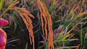 Detectan en la Argentina un virus del arroz que solo había sido registrado en Japón