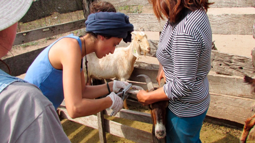Implementan técnicas para mejorar la producción de leche caprina a pequeña escala