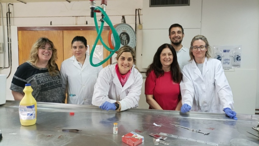 Investigadoras del INIDEP trabajan para determinar si la masiva muerte de ballenas francas está asociada a una marea roja