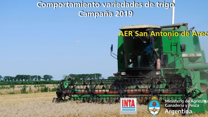 Comportamiento variedades de trigo campaña 2019