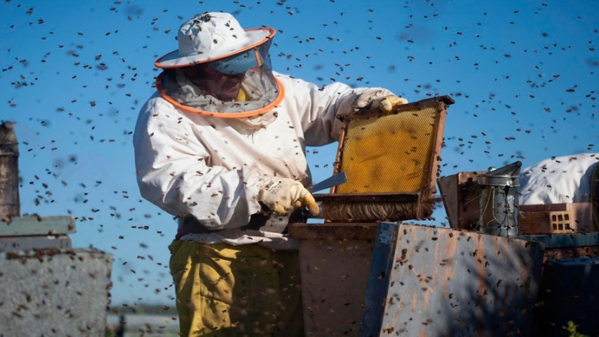 China habilitó 18 establecimientos para la exportación de miel	