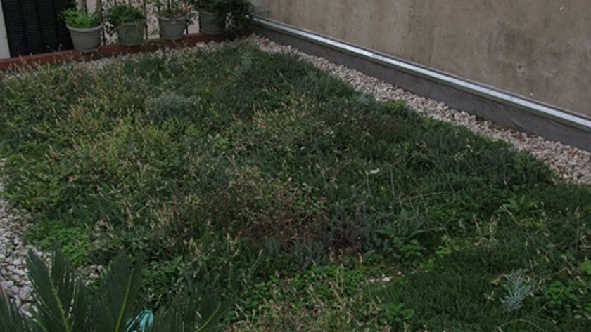 Aprender sobre techos verdes urbanos, desde casa 