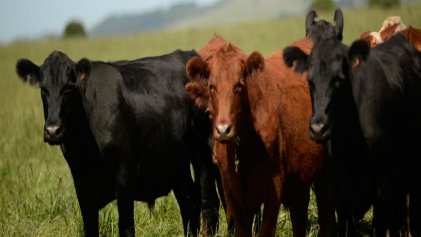 Uruguay puede elevar producción ganadera