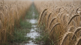 Las lluvias frenan la cosecha de trigo en el norte bonaerense, pero los rindes siguen sorprendiendo
