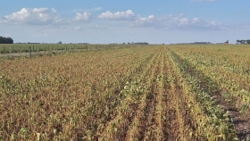 Soja: la cosecha de soja alcanzará sólo 40,5 millones de toneladas