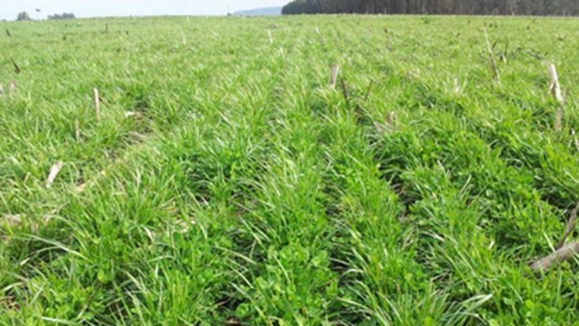 La importancia de la biodiversidad para aumentar la eficiencia energética de las pasturas