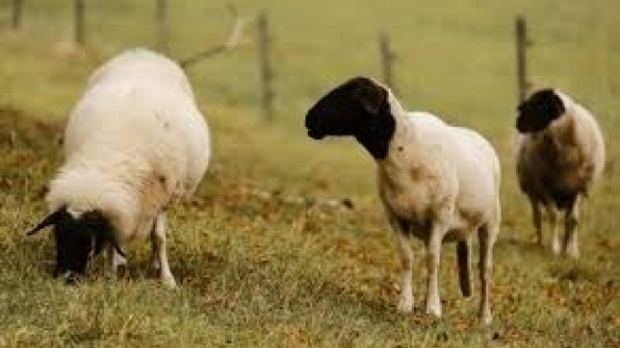 Detectan por primera vez scrapie clásico en ovinos importados y activan medidas sanitarias en Santa Fe y Entre Ríos