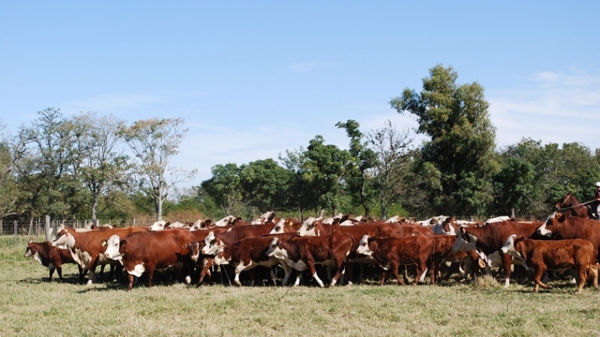 Óxido nitroso: cuanto aporta la ganadería en períodos invernales