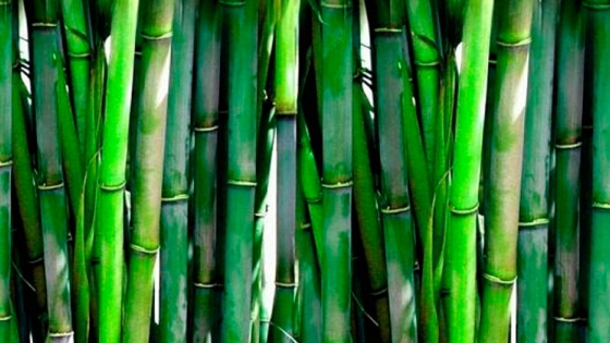 Decoración de jardines con bambú