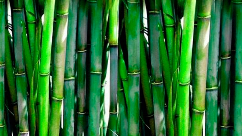 Decoración de jardines con bambú