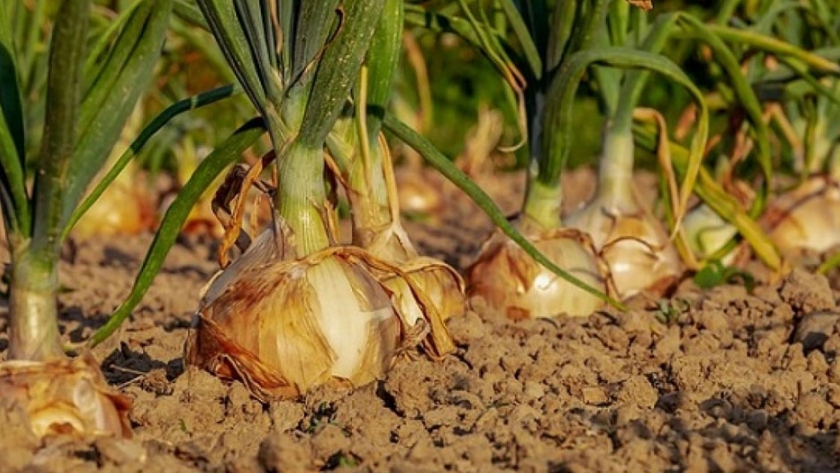 El cultivo de cebolla en el Departamento de Saladas, Corrientes