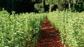 Estevia CA 5144: una vuelta a lo natural
