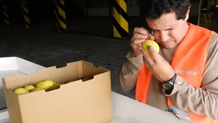 Hacia el final de la campaña, se suspende definitivamente el envío de limones hacia la Unión Europea