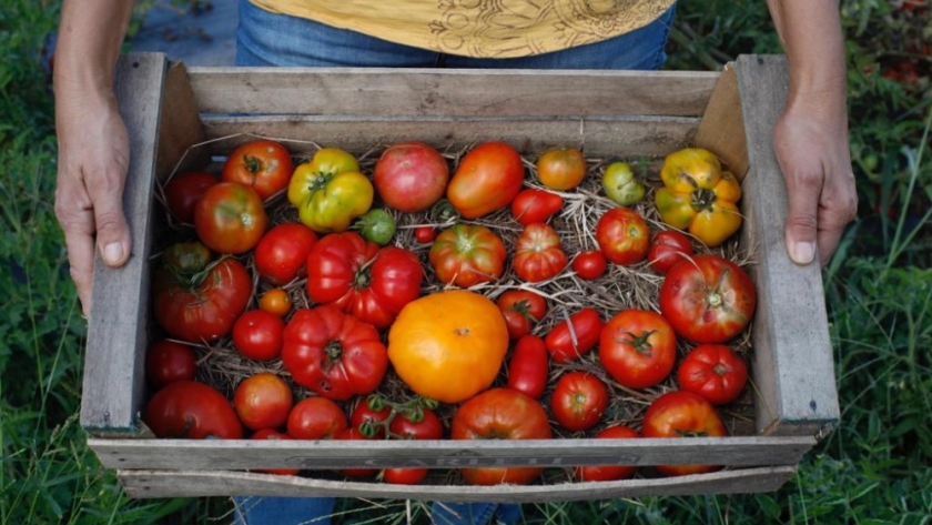 Un “rescate” que dio frutos: Luego de recuperar viejas variedades, el tomate platense fue inscripto como especie “criolla” en los Registros del INASE