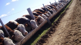 Los feedlots arrancaron el segundo semestre con más de 2,17 millones de cabezas y alcanzaron uno de los niveles más altos de la serie