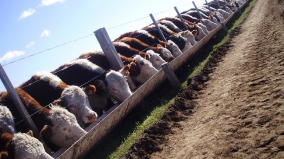 Los feedlots arrancaron el segundo semestre con más de 2,17 millones de cabezas y alcanzaron uno de los niveles más altos de la serie