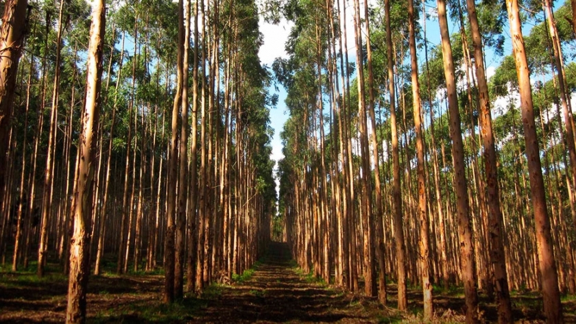 Convocan a escuelas agrícolas bonaerenses a presentar proyectos forestales