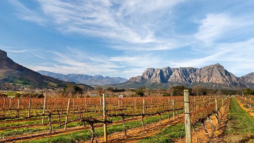 Sudáfrica tiene 300 millones de litros de vino sin vender