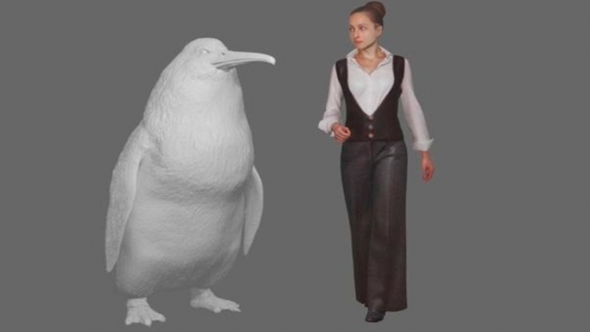 Cómo era el pingüino monstruo que alcanzaba tamaño humano y vivió hace millones de años en Nueva Zelanda