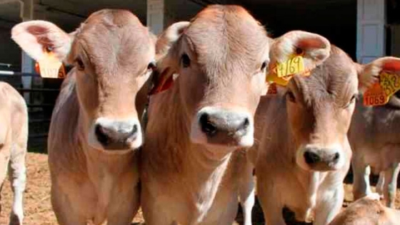 Súper-terneros: científicos están usando la edición genética para crear vacas resistentes al cambio climático