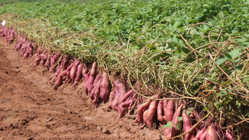 Herramientas para prevenir Covid-19 en la producción de batata