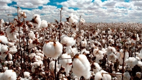 El Ministerio de Producción de Chaco financiará a algodoneros