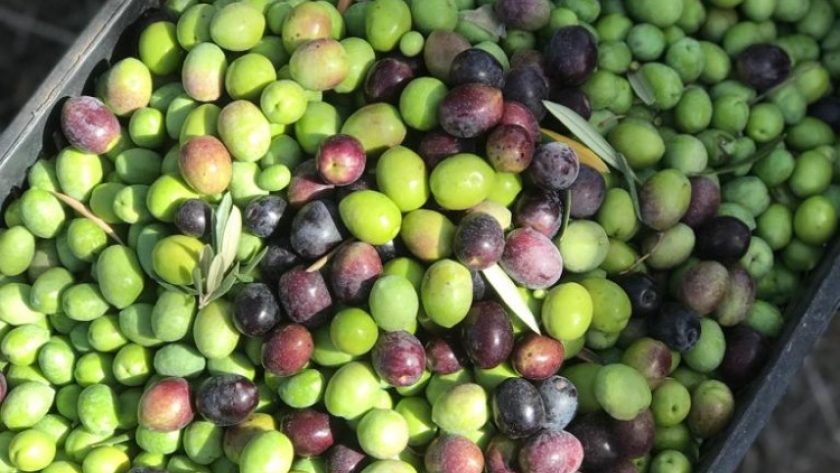 El aceite de oliva argentino, frente a una oportunidad histórica