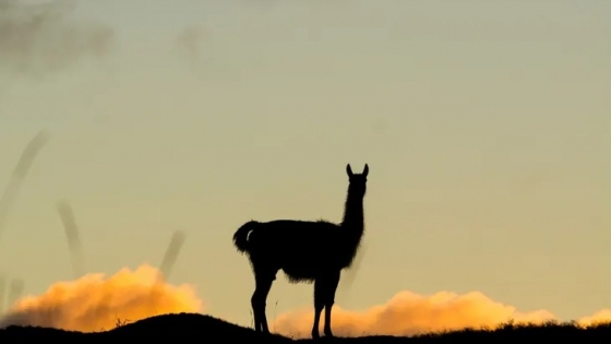 Celebran por primera vez el Día Internacional del Guanaco