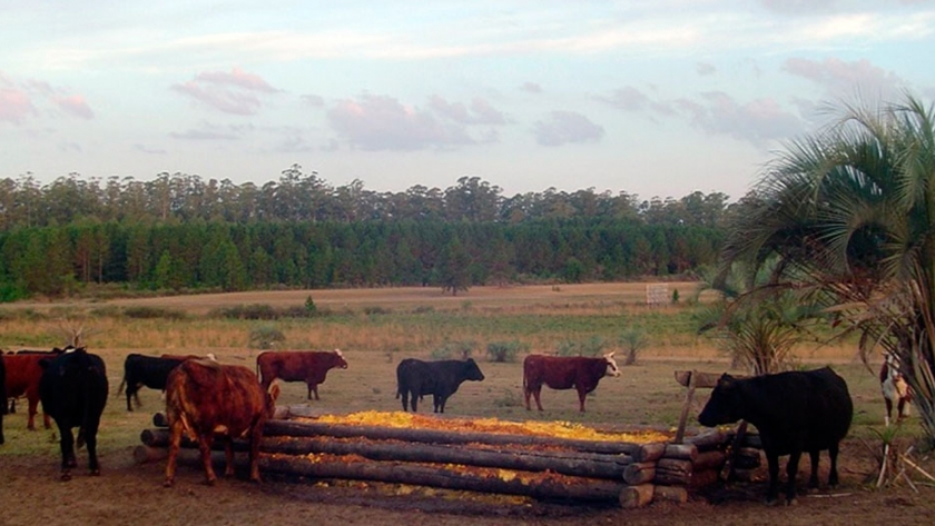 El bagazo como alternativa forrajera