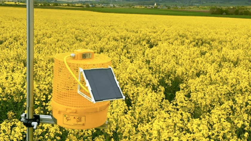 La increíble tecnología alemana que permite detectar plagas en colza con una trampa digital
