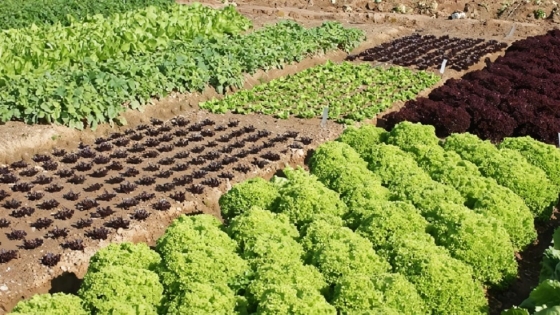 The power of crop rotation: a key to sustainable farming