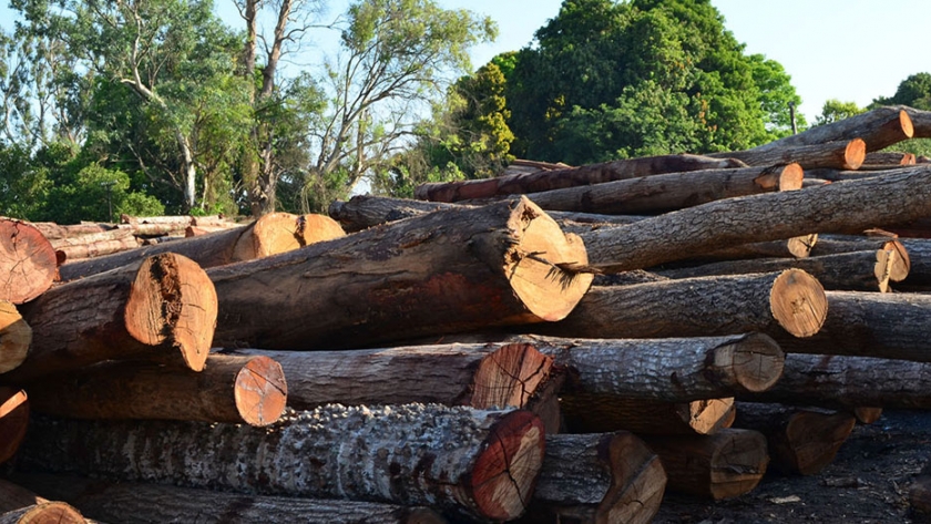 Exitosa implementación de "Guías Forestales Digitales" en el contexto de la pandemia
