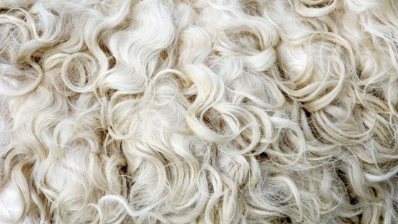 Del campo a la lana: El arte del cuidado ovino