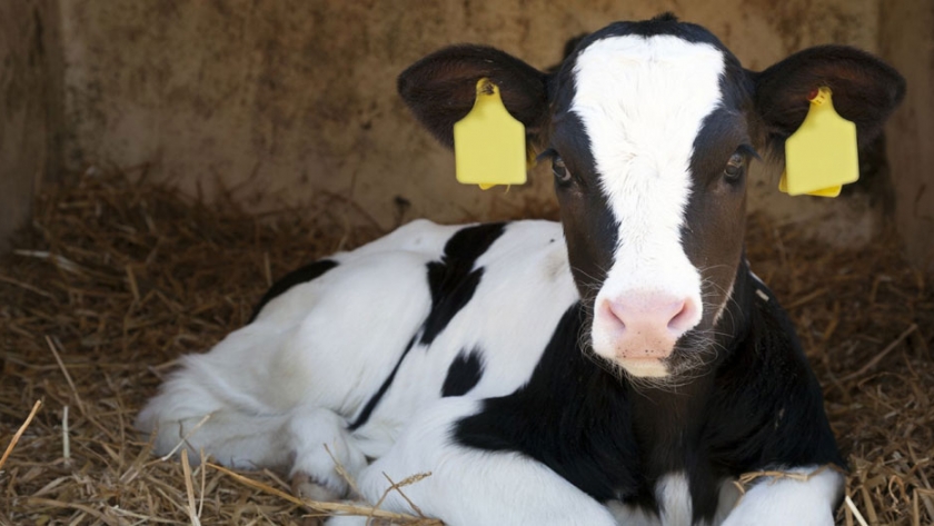 Efectos de suministrar leche maternizada con un elevado nivel de grasa en la ganancia media diaria y la fertilidad