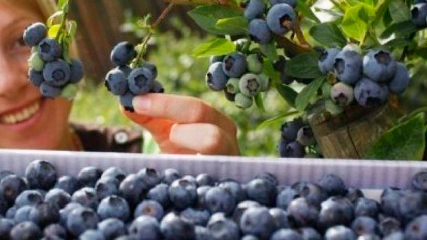 Situación de la producción de las frutas finas en Argentina