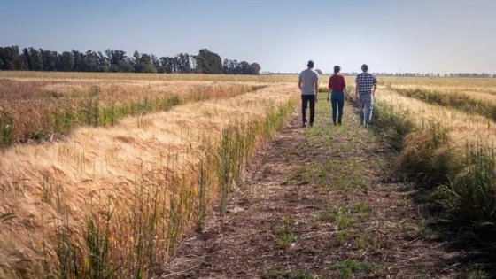 Ya son 29 los productores que apuestan a un súper cereal 