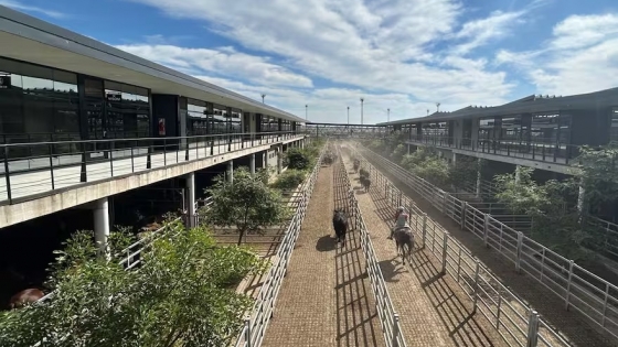 Vacunos: precios en alzas en el Mercado Agroganadero de Cañuelas