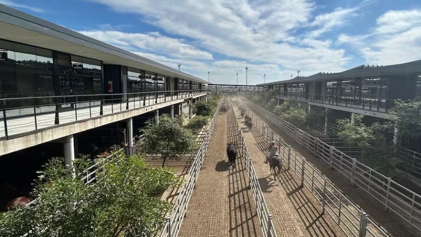 Vacunos: precios en alzas en el Mercado Agroganadero de Cañuelas