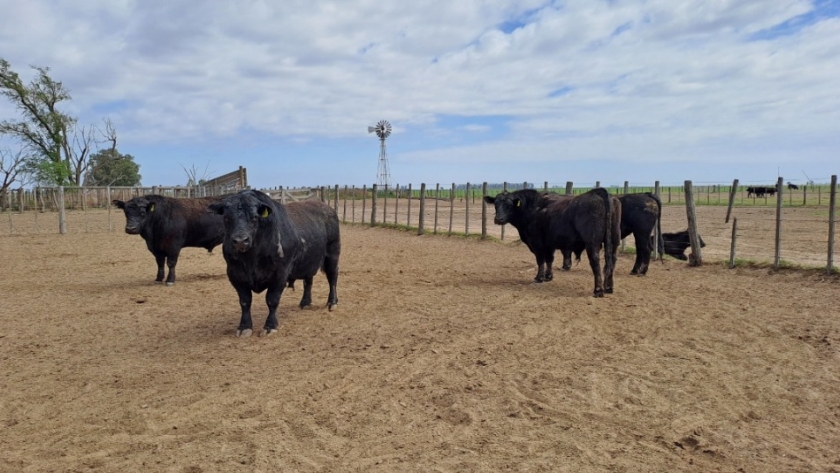 La Pampa: Investigación a campo para control de enfermedades venéreas en toros