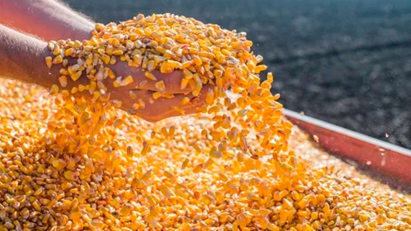 Se extienden las bajas para el maíz, que alcanza un mínimo de 18 meses